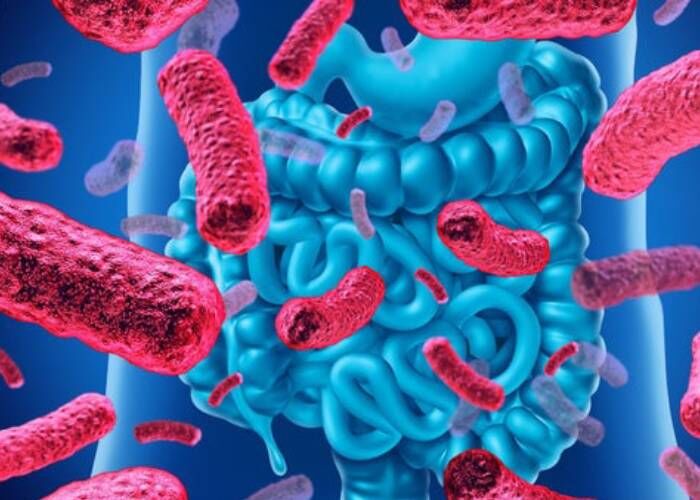 آیا میکروبیوم روده سبب تشدید کبدچرب می‌شود؟/ دکتر محمدرضا زالی: برای حفظ سلامتی خود، غذای کمتری مصرف کنید
